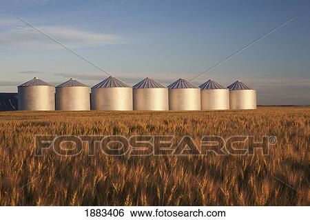 Row Of Shiny Metal Grain Bins In A Wheat Field At Sunrise; Alberta, Canada View Large Photo Image Stock Photograph - Row Of Shiny Metal Grain Bins In A Wheat Field At Sunrise; Alberta, Canada. Fotosearch