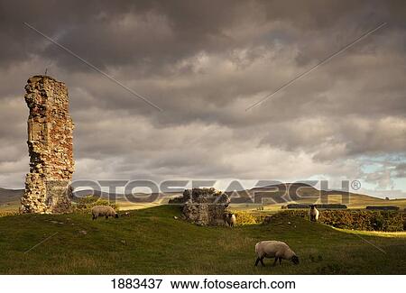 Ruins Of Cessford Castle With Sheep Grazing In The Field; Scottish Borders, Scotland View Large Photo Image Stock Photo - Ruins Of Cessford Castle With Sheep Grazing In The Field; Scottish Borders, Scotland. Fotosearch