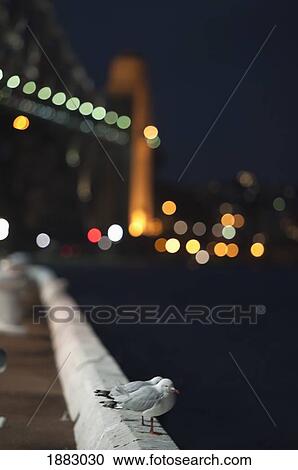 Seagulls On The Sydney Harbour With The Sydney Harbour Bridge In The Background; Sydney, Australia View Large Photo Image Stock Image - Seagulls On The Sydney Harbour With The Sydney Harbour Bridge In The Background; Sydney, Australia. Fotosearch