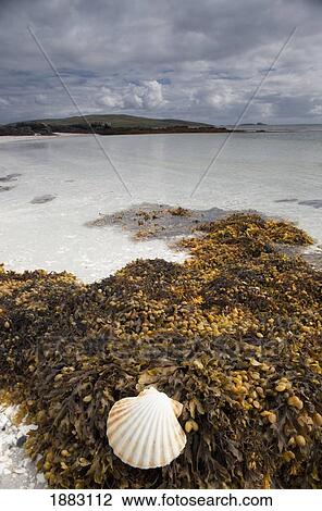 Stock Image - Shell And Seaweed On The Shore On Eilogarry Beach; Isle Of Barra, Scotland. Fotosearch