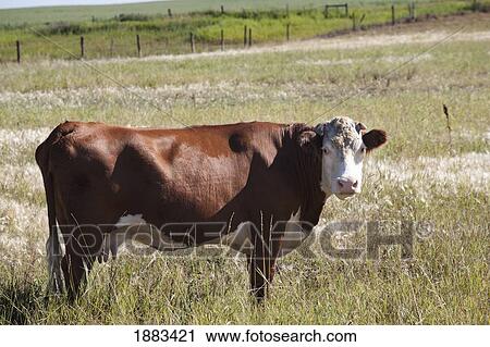 Single Cow In A Field; Alberta, Canada View Large Photo Image Stock Image - Single Cow In A Field; Alberta, Canada. Fotosearch