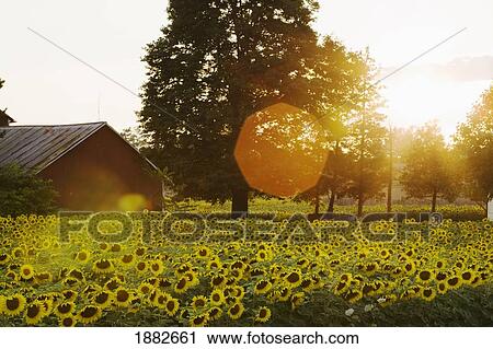 Sunflower Field At Sunset With A Barn; Ontario, Canada View Large Photo Image Stock Image - Sunflower Field At Sunset With A Barn; Ontario, Canada. Fotosearch