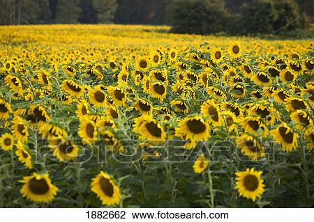 Sunflower Field; Ontario, Canada View Large Photo Image Stock Image - Sunflower Field; Ontario, Canada. Fotosearch