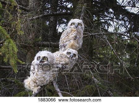 Three Great Horned Owl (Bubo Virginianus) Chicks In A Tree; Edmonton, Alberta, Canada View Large Photo Image Stock Photograph - Three Great Horned Owl (Bubo Virginianus) Chicks In A Tree; Edmonton, Alberta, Canada. Fotosearch
