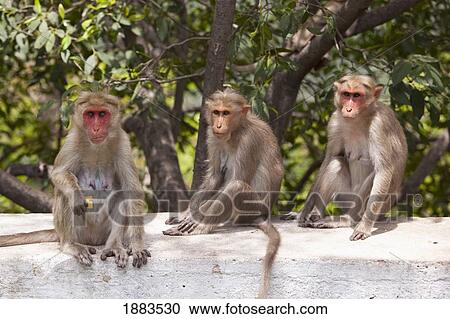 Stock Image - Three Monkeys Sitting On A Concrete Wall; Tamil Nadu, India. Fotosearch