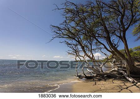 Stock Photograph - Tree On A Beach Along The Coastline; Maui, Hawaii, United States Of America. Fotosearch