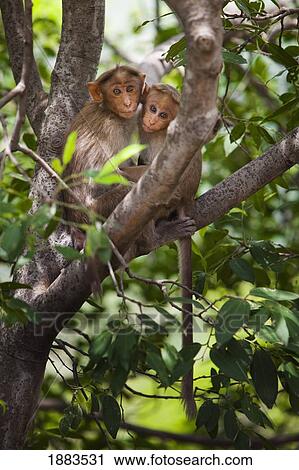 Stock Image - Two Monkeys In A Tree; Tamil Nadu, India. Fotosearch