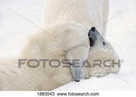Two Polar Bears (Ursus Maritimus) Play Fighting To Sharpen Their Hunting Skills As They Wait For The Ice To Freeze Over At Hudson Bay; Churchill, Manitoba, Canada View Large Photo Image Stock Image - Two Polar Bears (Ursus Maritimus) Play Fighting To Sharpen Their Hunting Skills As They Wait For The Ice To Freeze Over At Hudson Bay; Churchill, Manitoba, Canada. Fotosearch