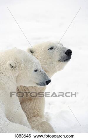 Two Polar Bears (Ursus Maritimus) Showing A Tender Moment As They Cuddle Side By Side; Churchill, Manitoba, Canada View Large Photo Image Stock Photograph - Two Polar Bears (Ursus Maritimus) Showing A Tender Moment As They Cuddle Side By Side; Churchill, Manitoba, Canada. Fotosearch