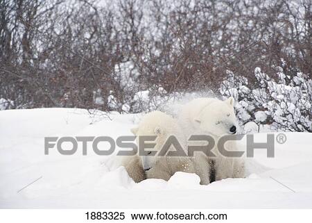 Two Polar Bears (Ursus Maritimus) Cuddled Together As One Shakes The Snow Off It's Fur; Churchill, Manitoba, Canada View Large Photo Image Stock Photography - Two Polar Bears (Ursus Maritimus) Cuddled Together As One Shakes The Snow Off It's Fur; Churchill, Manitoba, Canada. Fotosearch