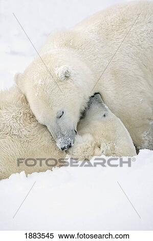 Two Polar Bears (Ursus Maritimus) Using Each Other For Pillows As They Sleep Blissfully; Churchill, Manitoba, Canada View Large Photo Image Stock Photography - Two Polar Bears (Ursus Maritimus) Using Each Other For Pillows As They Sleep Blissfully; Churchill, Manitoba, Canada. Fotosearch