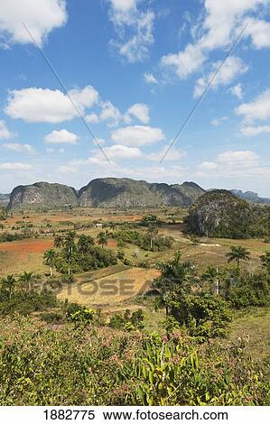 Valley Of Viñales, Sierra De Los Organos; Havana, Cuba View Large Photo Image Stock Photography - Valley Of Viñales, Sierra De Los Organos; Havana, Cuba. Fotosearch