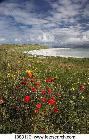Stock Image - Wildflowers Along Eilogarry Beach; Isle Of Barra, Scotland. Fotosearch