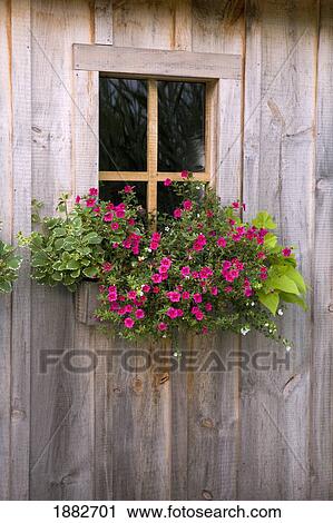 Wooden Shed With A Flower Box Under The Window View Large Photo Image Stock Image - Wooden Shed With A Flower Box Under The Window. Fotosearch