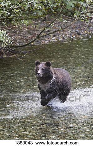 Young Grizzly Bear Cub Running Through A Creek; Hyder, Alaska, United States Of America View Large Photo Image Stock Image - Young Grizzly Bear Cub Running Through A Creek; Hyder, Alaska, United States Of America. Fotosearch