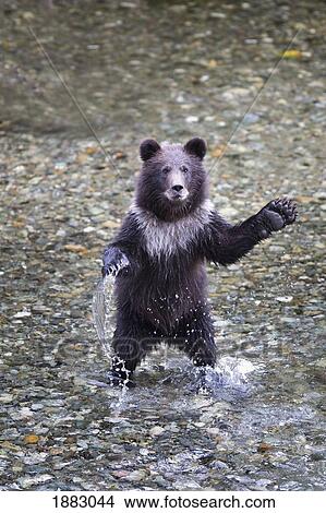 Young Grizzly Bear Cub Standing On His Hind Legs In A Creek; Hyder, Alaska, United States Of America View Large Photo Image Picture - Young Grizzly Bear Cub Standing On His Hind Legs In A Creek; Hyder, Alaska, United States Of America. Fotosearch