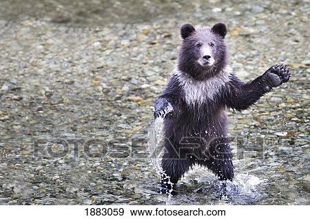 Young Grizzly Bear Cub Standing On His Hind Legs; Hyder, Alaska, United States Of America View Large Photo Image Stock Photo - Young Grizzly Bear Cub Standing On His Hind Legs; Hyder, Alaska, United States Of America. Fotosearch