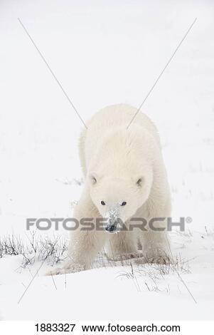 Young Polar Bear (Ursus Maritimus) Walks Across The Snow; Churchill, Manitoba, Canada View Large Photo Image Stock Photo - Young Polar Bear (Ursus Maritimus) Walks Across The Snow; Churchill, Manitoba, Canada. Fotosearch