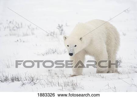 Stock Photograph - Young Polar Bear (Ursus Maritimus) Walks Across The Snow; Churchill, Manitoba, Canada. Fotosearch