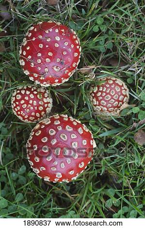 蝿ハラタケ Amanita Muscaria きのこ 成長する 中に Grass Northumberland イギリス 写真館 イメージ館 107 Fotosearch