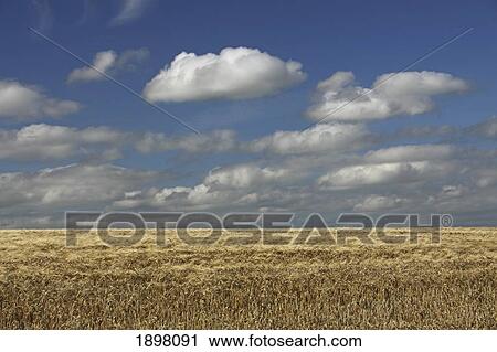 a barley field in east cork in munster region; ballycotton, county cork ireland View Large Photo Image Stock Image - a barley field in east cork in munster region; ballycotton, county cork ireland. Fotosearch