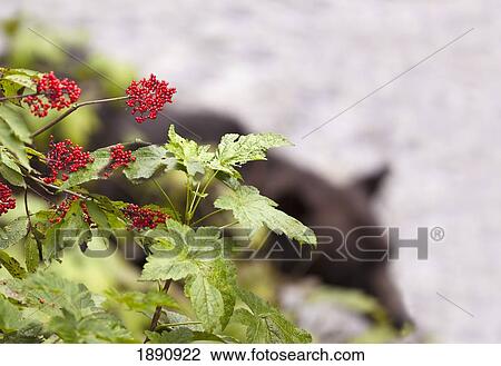 a bear (out of focus) walking near a branch of berries; hyder, alaska, united states of america View Large Photo Image Stock Image - a bear (out of focus) walking near a branch of berries; hyder, alaska, united states of america. Fotosearch