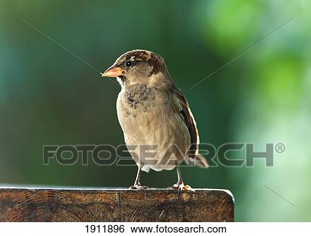 Stock Photograph - a bird perched; tarifa, cadiz, andalusia, spain. Fotosearch