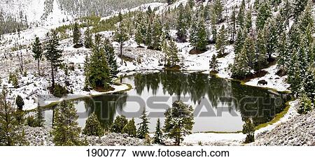 a bison walks near a small lake of water in the winter in yellowstone national park; wyoming, united states of america View Large Photo Image Stock Photo - a bison walks near a small lake of water in the winter in yellowstone national park; wyoming, united states of america. Fotosearch