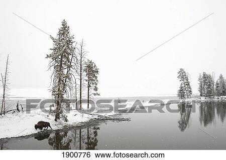 a bison walks near a small lake of water in the winter in yellowstone national park; wyoming, united states of america View Large Photo Image Stock Photograph - a bison walks near a small lake of water in the winter in yellowstone national park; wyoming, united states of america. Fotosearch