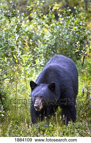 a black bear (ursus americanus); jasper, alberta, canada View Large Photo Image Stock Photo - a black bear (ursus americanus); jasper, alberta, canada. Fotosearch
