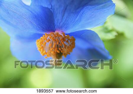 Stock Photo - a blue flower with four petals hanging from above; victoria, british columbia, canada. Fotosearch