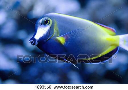a blue tropical fish with yellow stripes; seattle, washington, united states of america View Large Photo Image Stock Photo - a blue tropical fish with yellow stripes; seattle, washington, united states of america. Fotosearch