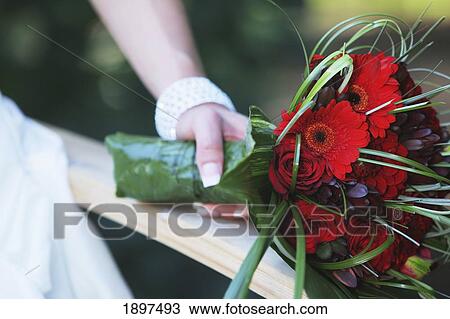 a bridal bouquet held by a bride's hand; troutdale, oregon, united states of america View Large Photo Image Stock Image - a bridal bouquet held by a bride's hand; troutdale, oregon, united states of america. Fotosearch