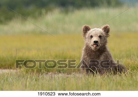 a brown grizzly bear cub (ursus arctos horribilis) sticking out it's tongue; alaska, united states of america View Large Photo Image Stock Image - a brown grizzly bear cub (ursus arctos horribilis) sticking out it's tongue; alaska, united states of america. Fotosearch
