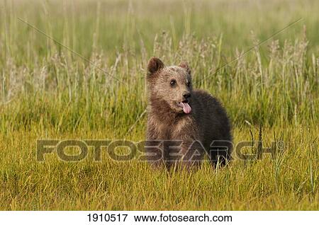 a brown grizzly bear cub (ursus arctos horribilis); alaska, united states of america View Large Photo Image Stock Photo - a brown grizzly bear cub (ursus arctos horribilis); alaska, united states of america. Fotosearch