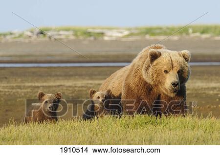a brown grizzly bear (ursus arctos horribilis) with cubs; alaska, united states of america View Large Photo Image Picture - a brown grizzly bear (ursus arctos horribilis) with cubs; alaska, united states of america. Fotosearch