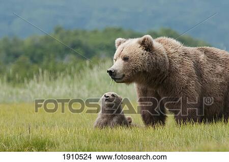 Picture - a brown grizzly bear (ursus arctos horribilis) with a cub; alaska, united states of america. Fotosearch