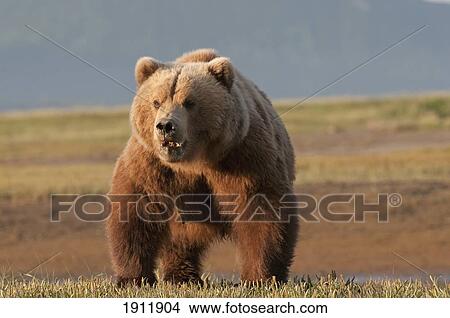 Picture - a brown grizzly bear (ursus arctos horribilis); alaska, united states of america. Fotosearch