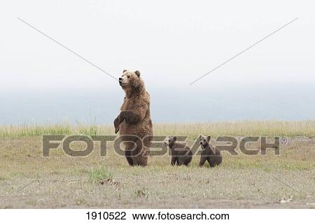 Stock Image - a brown grizzly bear (ursus arctos horribilis) standing up with cubs; alaska, united states of america. Fotosearch