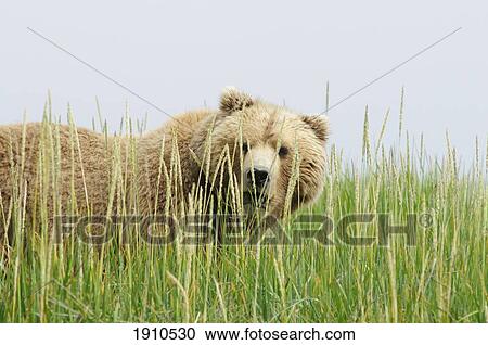 a brown grizzly bear (ursus arctos horribilis) hiding in the tall grass; alaska, united states of america View Large Photo Image Stock Image - a brown grizzly bear (ursus arctos horribilis) hiding in the tall grass; alaska, united states of america. Fotosearch