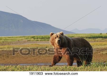 a brown grizzly bear (ursus arctos horribilis) on a riverbank; alaska, united states of america View Large Photo Image Stock Image - a brown grizzly bear (ursus arctos horribilis) on a riverbank; alaska, united states of america. Fotosearch