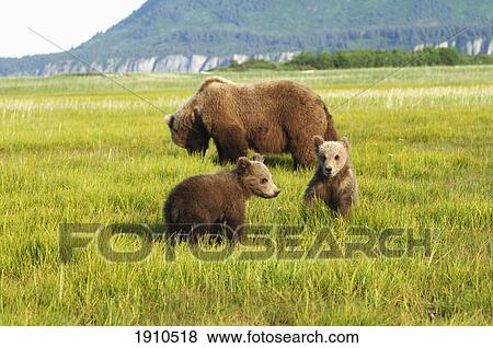 Stock Photo - a brown grizzly bear (ursus arctos horribilis) with cubs; alaska, united states of america. Fotosearch
