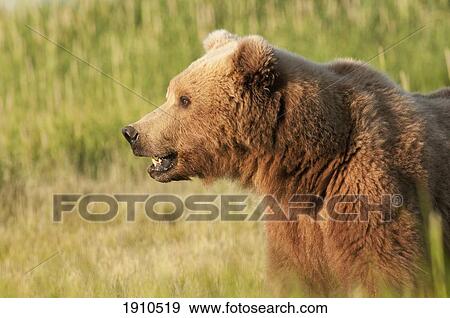 a brown grizzly bear (ursus arctos horribilis); alaska, united states of america View Large Photo Image Stock Photo - a brown grizzly bear (ursus arctos horribilis); alaska, united states of america. Fotosearch