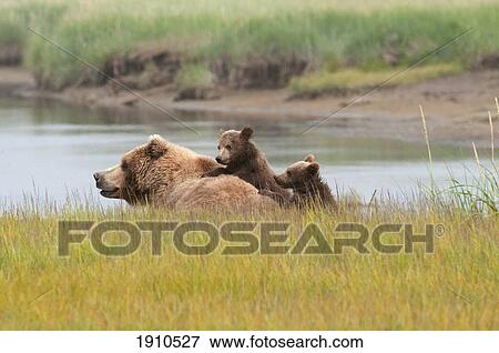 a brown grizzly bear (ursus arctos horribilis) with her two cubs; alaska, united states of america View Large Photo Image Stock Photo - a brown grizzly bear (ursus arctos horribilis) with her two cubs; alaska, united states of america. Fotosearch