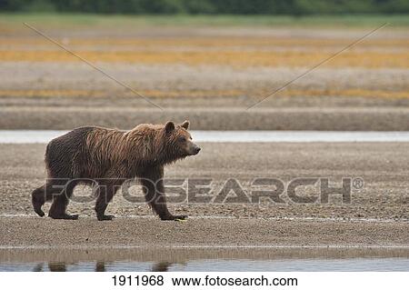 Stock Photo - a brown grizzly bear (ursus arctos horribilis) walking by a stream; tenakee springs, alaska, united states of america. Fotosearch