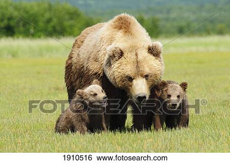 a brown grizzly bear (ursus arctos horribilis) with cubs; alaska, united states of america View Large Photo Image Stock Photograph - a brown grizzly bear (ursus arctos horribilis) with cubs; alaska, united states of america. Fotosearch