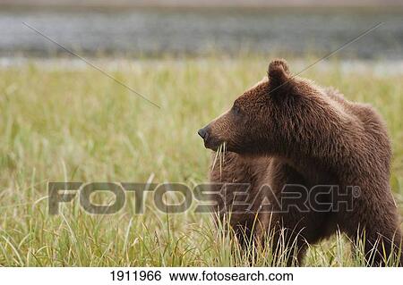 a brown grizzly bear (ursus arctos horribilis) eating sedges; tenakee springs, alaska, united states of america View Large Photo Image Stock Photograph - a brown grizzly bear (ursus arctos horribilis) eating sedges; tenakee springs, alaska, united states of america. Fotosearch