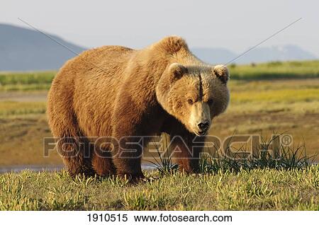 a brown grizzly bear (ursus arctos horribilis); alaska, united states of america View Large Photo Image Stock Photography - a brown grizzly bear (ursus arctos horribilis); alaska, united states of america. Fotosearch