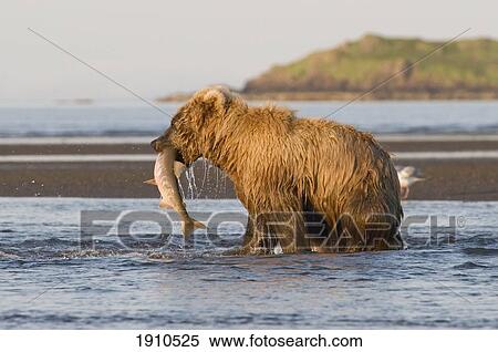 Stock Photography - a brown grizzly bear (ursus arctos horribilis) catching a salmon; alaska, united states of america. Fotosearch