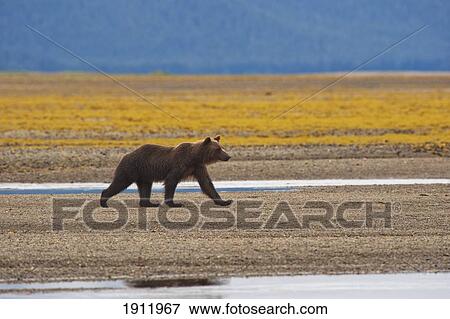 a brown grizzly bear walking by a stream; tenakee springs, alaska, united states of america View Large Photo Image Stock Photo - a brown grizzly bear walking by a stream; tenakee springs, alaska, united states of america. Fotosearch